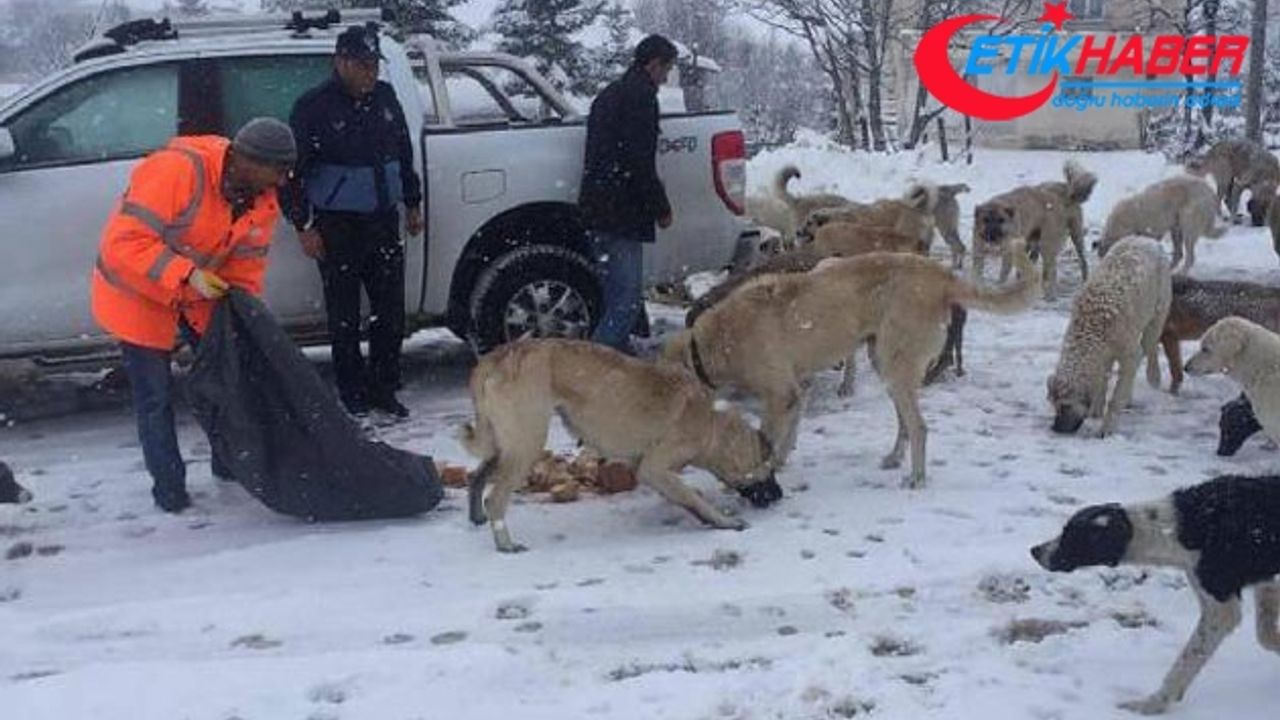 2 bin rakımlı yaylada aç kalan köpekleri zabıta besledi