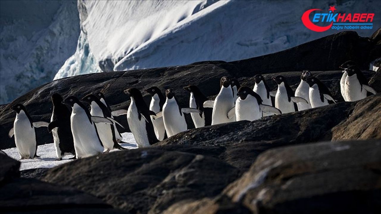 Bilimsel araştırma ekiplerinin gözdesi: Antarktika