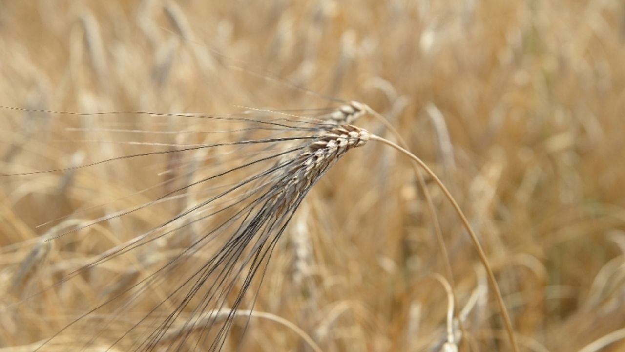 Bakanlık, Türkiye’nin buğday iç tüketiminin tamamen yerli üretimden karşılandığını açıkladı