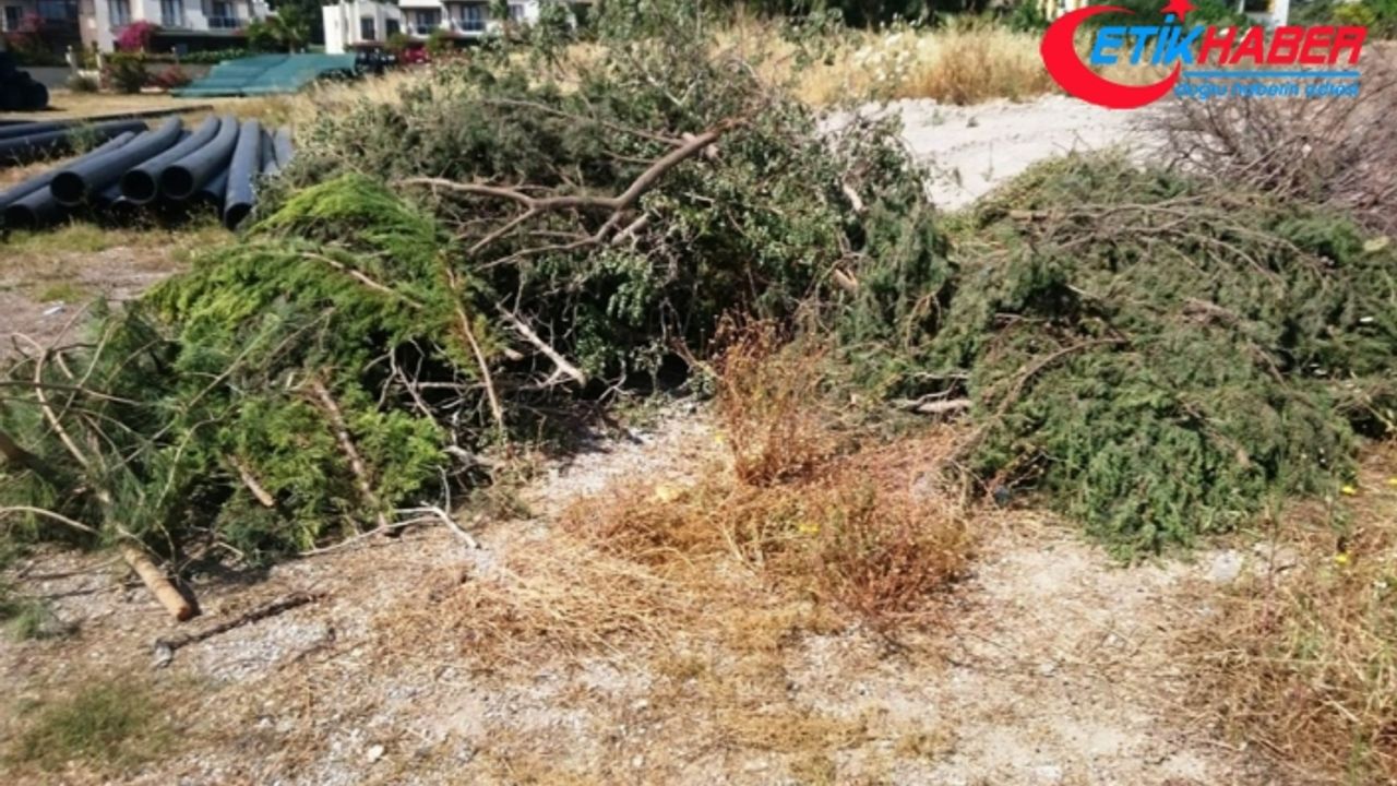 Bodrum’da sahili genişletmek için ağaç katliamı yaptılar