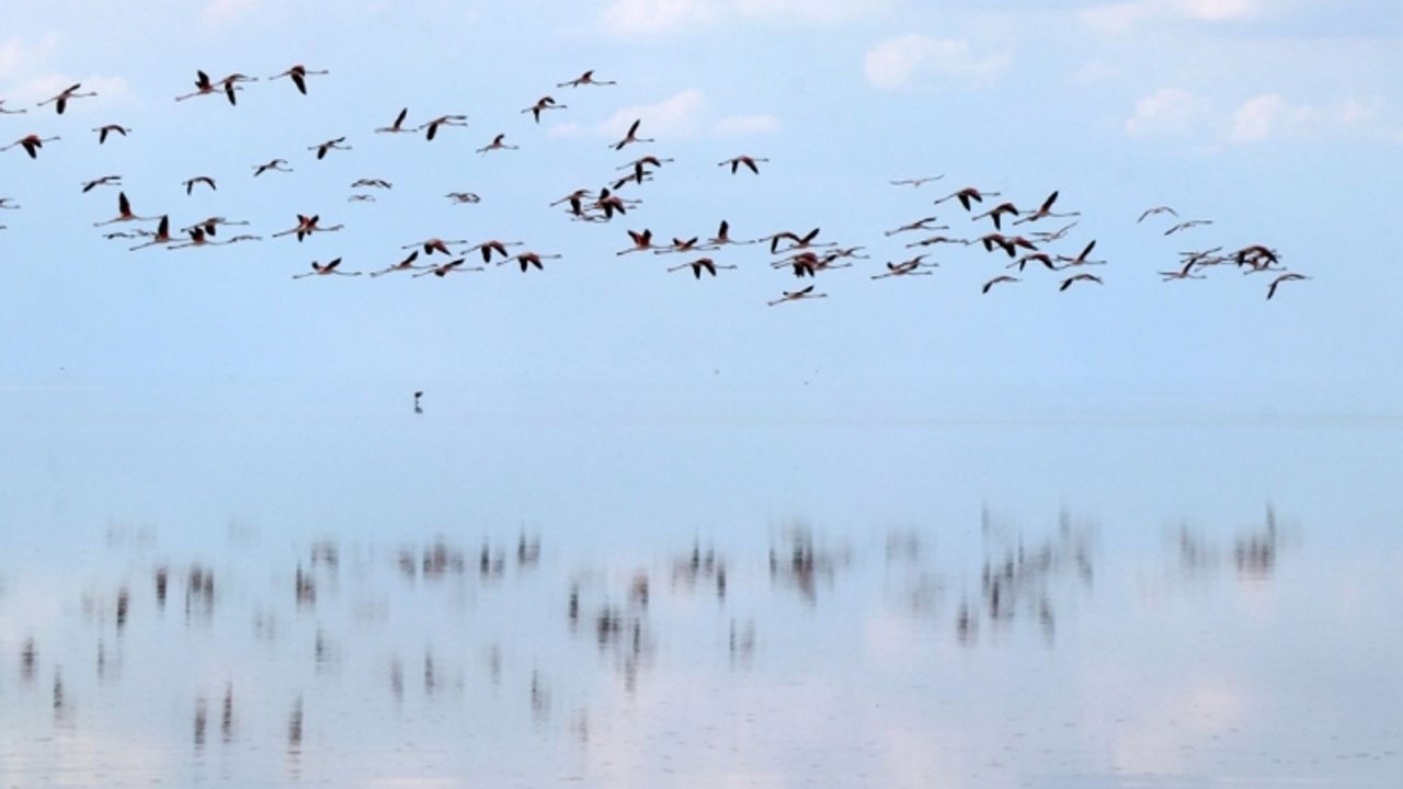 Doğa harikası Tuz Gölü’nde yavru flamingo şöleni