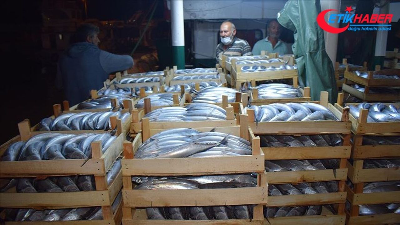 Balıkçılar Akçakoca Limanı'na binlerce palamutla döndü