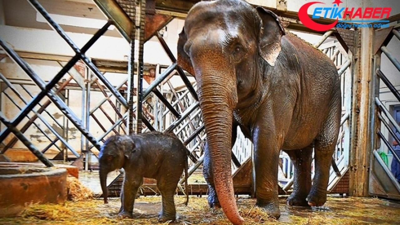 İzmir Doğal Yaşam Parkı'nda yavru fil sevinci