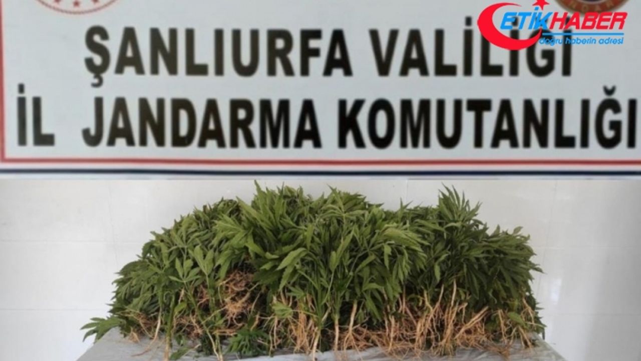 Pamuk tarlasına kenevir eken baba ve oğlu gözaltına alındı