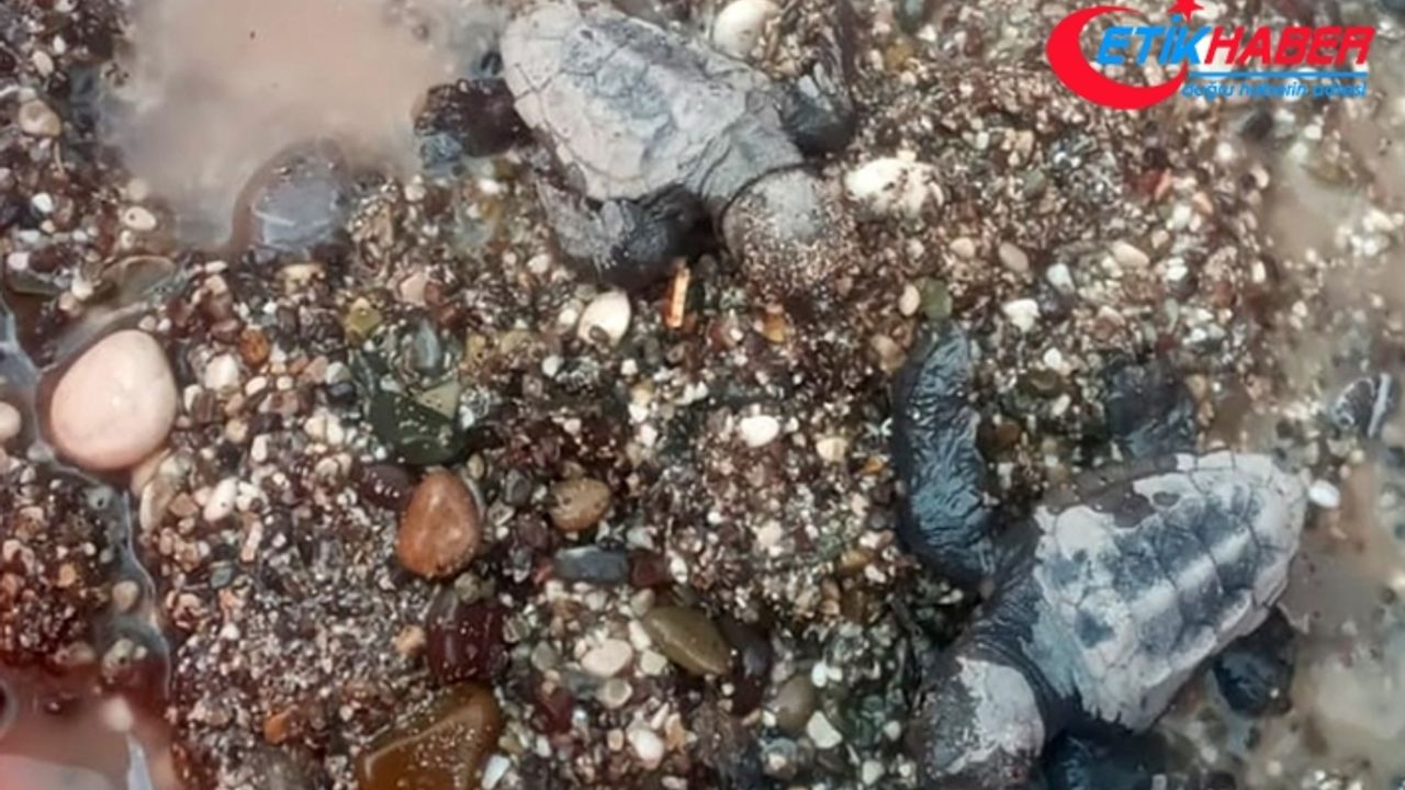 Antalya'da caretta caretta yavruları denizle buluştu