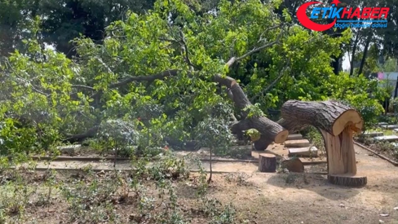 Edirnekapı Şehitliği'nde kesilen ağacın mezarların üzerine devrilmesi tepki çekti