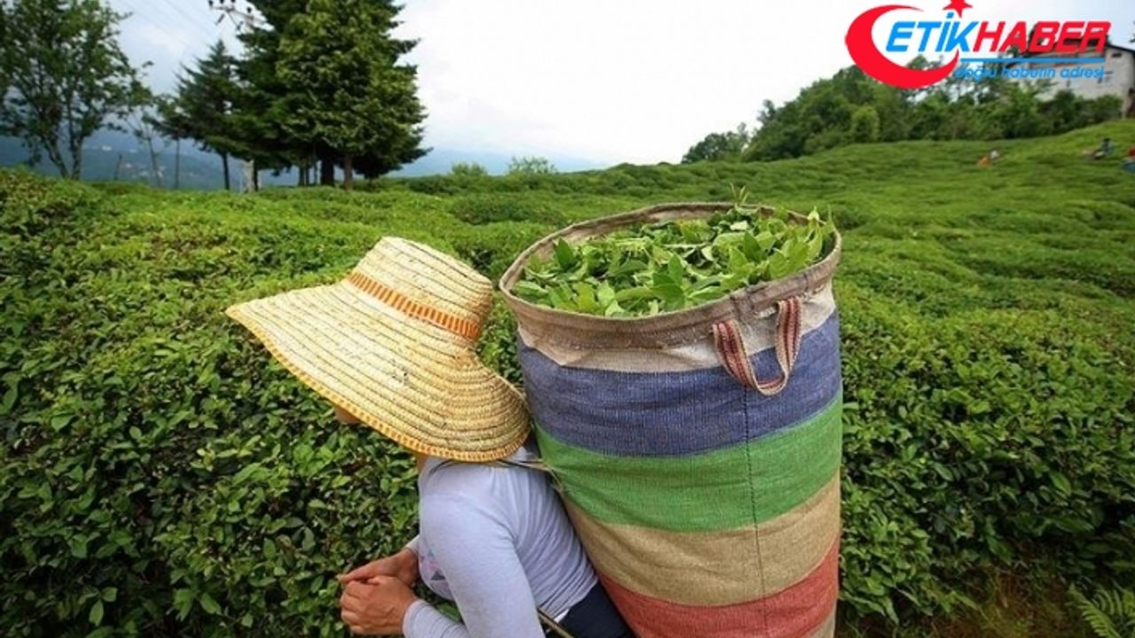 ÇAYKUR, ekim ayı yaş çay bedelini yarın üreticilerin hesabına yatıracak