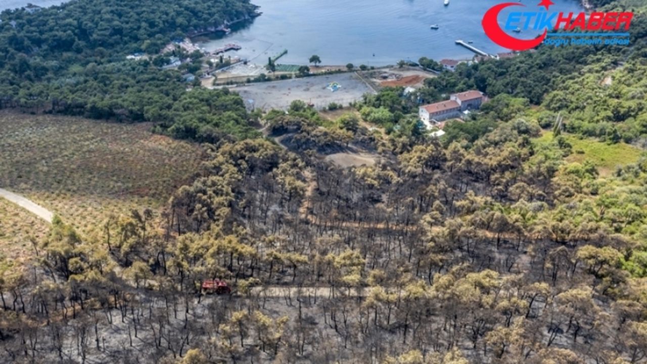 Heybeliada'da orman yangını çıkaran sanığa 12 yıl hapis cezası verildi