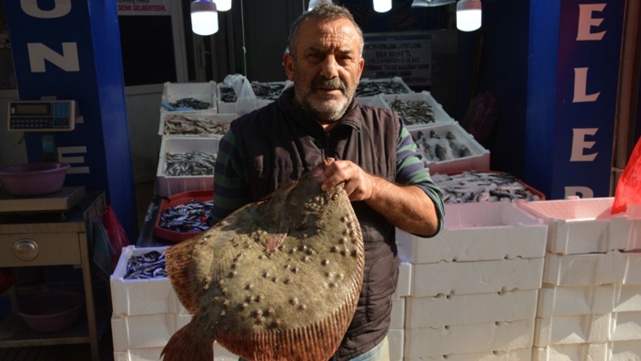 Kalkan balığı altınla yarışıyor: Kilosu 250 lira