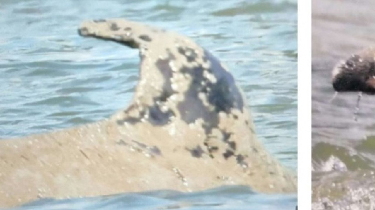 Fransa’da ötenazi yapılması planlanan katil balina doğal nedenlerle öldü