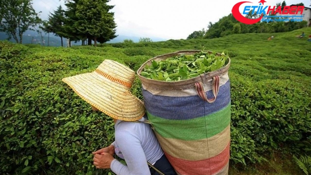 ÇAYKUR birinci sürgünde 212 bin ton yaş çay aldı