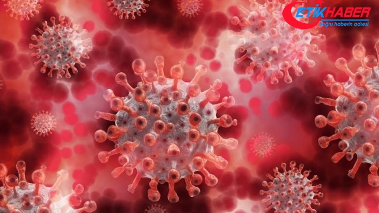 ABD'de ilk kez çocuklarda maymun çiçeği virüsü görüldü