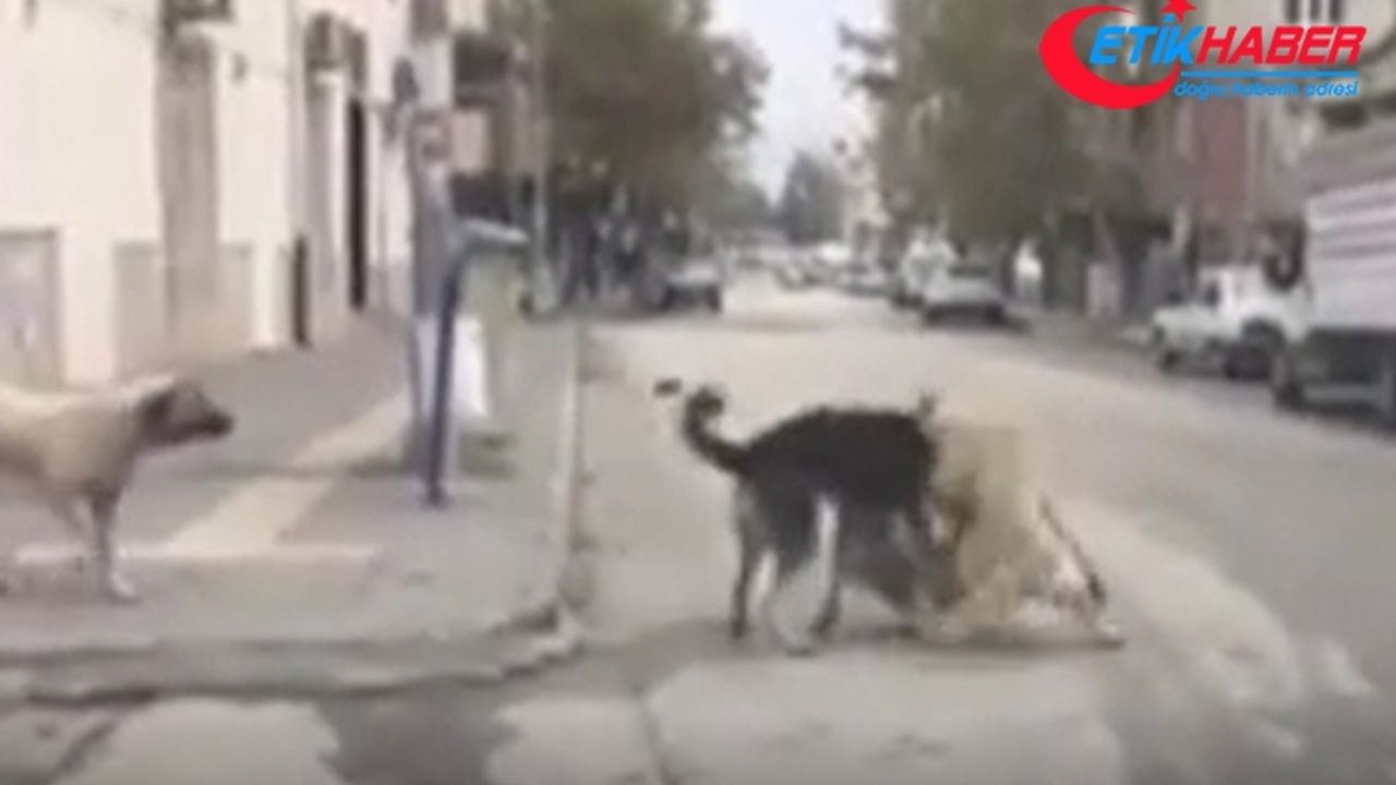 Gaziantep'te köpeklerin saldırdığı 1 kişi öldü