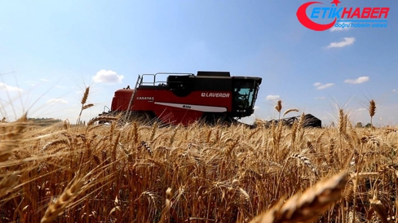 İthal edilen buğdaylar işlenip katma değerli ihracata dönüşüyor