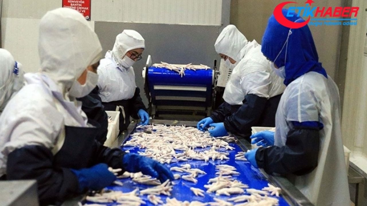 Çin pazarına yapılan tavuk ayağı ihracatında hızlı yükseliş