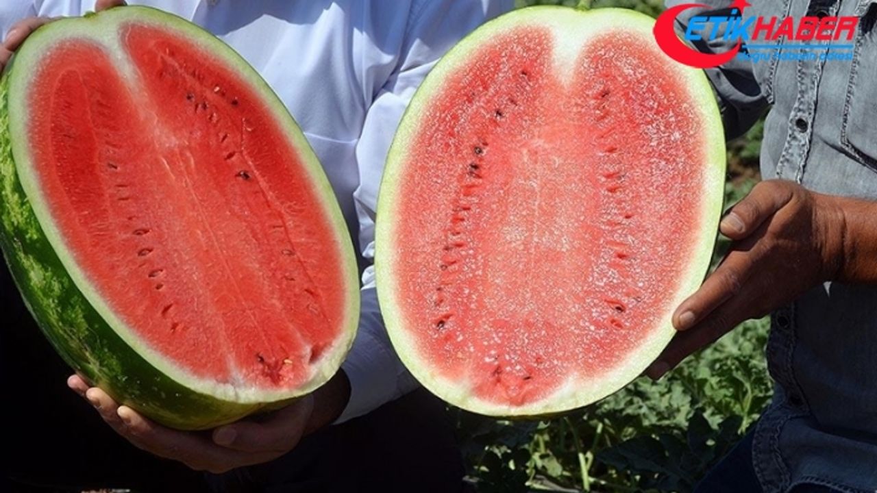 Muş'ta 102 bin ton karpuz hasat edilmesi bekleniyor