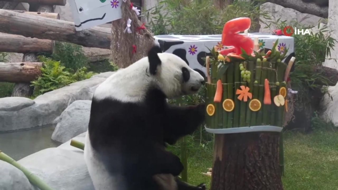 Pandalara sürpriz doğum günü partisi