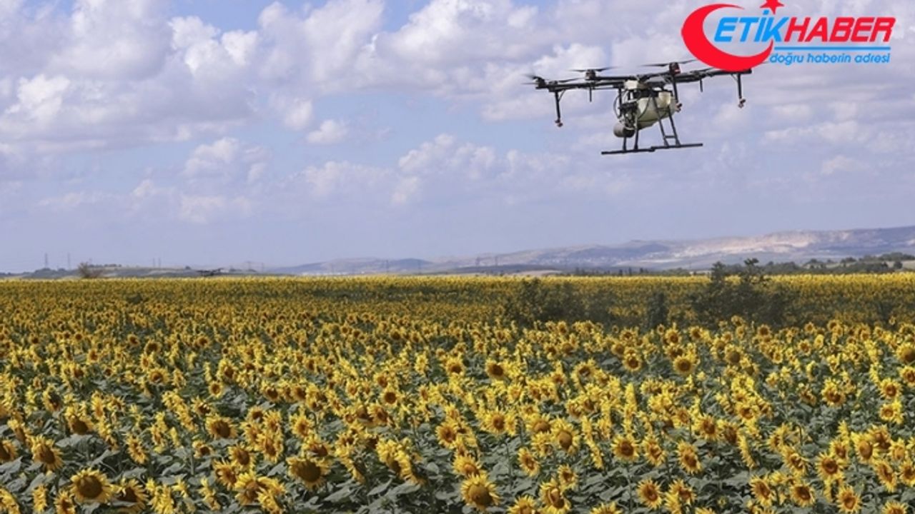 Hızlı müdahale, çayır tırtılının ayçiçeği verimine olumsuz etkisini önledi