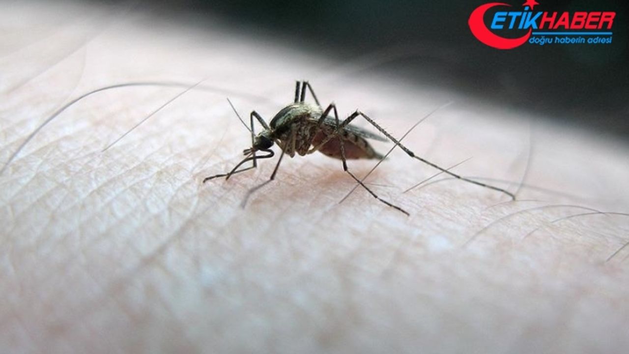 İstanbul'da sivrisinek kaynaklı alerjik reaksiyonla hastaneye başvurularda artış