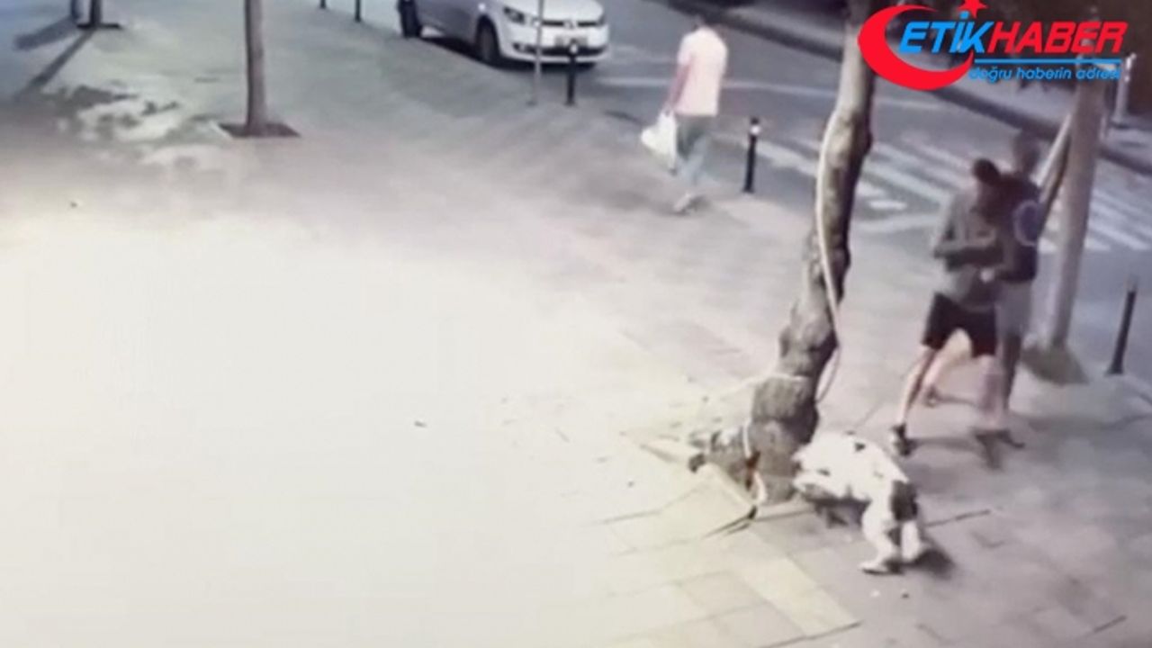 Zeytinburnu'nda kediyi öldüren pitbull cinsi köpeğin sahibine suç duyurusu