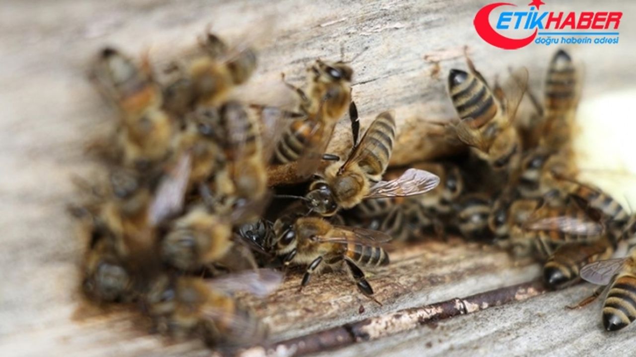 Küresel iklim değişikliği bal arılarının ömrünü kısaltıyor