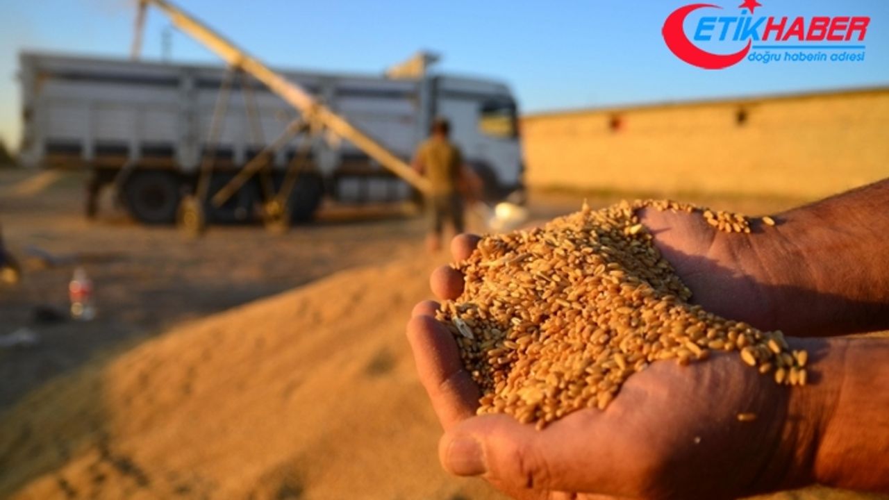 Buğday alım fiyatları üreticilerin beklentisini karşıladı