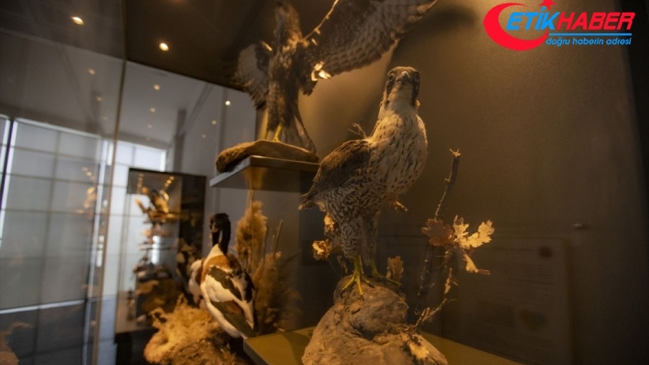 Erzurum'da kurulan Biyoçeşitlilik Bilim Müzesi'nde milyonlarca yıllık fosiller sergilenecek