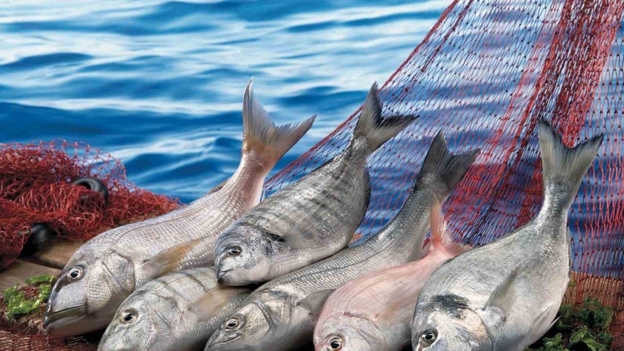 Muğla su ürünleri Ege ihracatının zirve ortağı