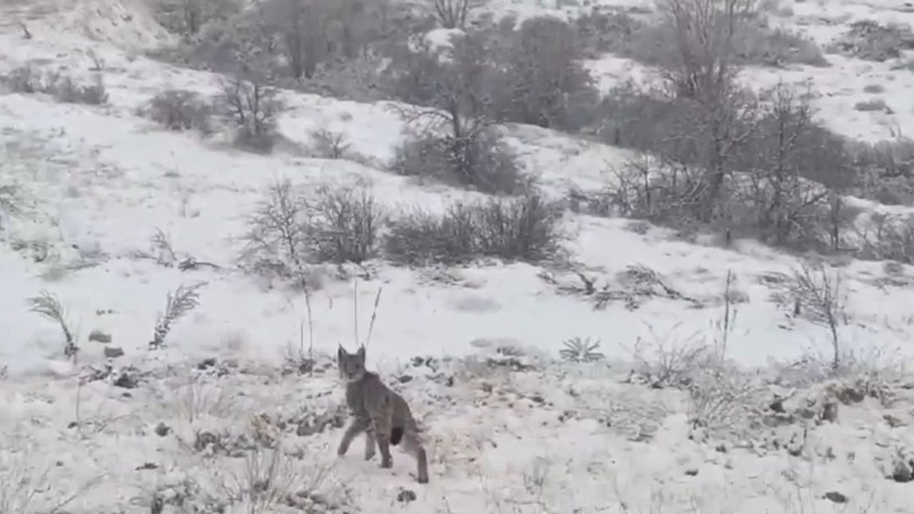 Kırmızı listedeki vaşak Erzincan’da görüntülendi