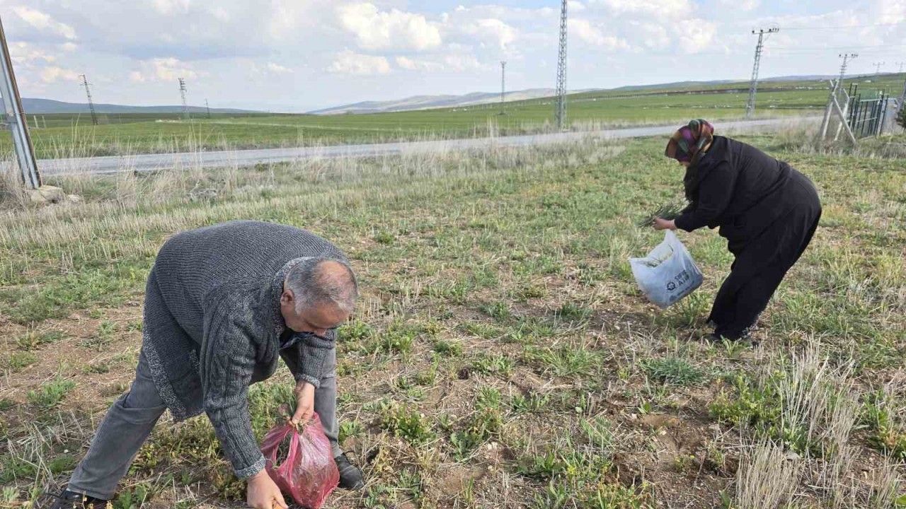 Yozgat’ta yemlik otu bereketi