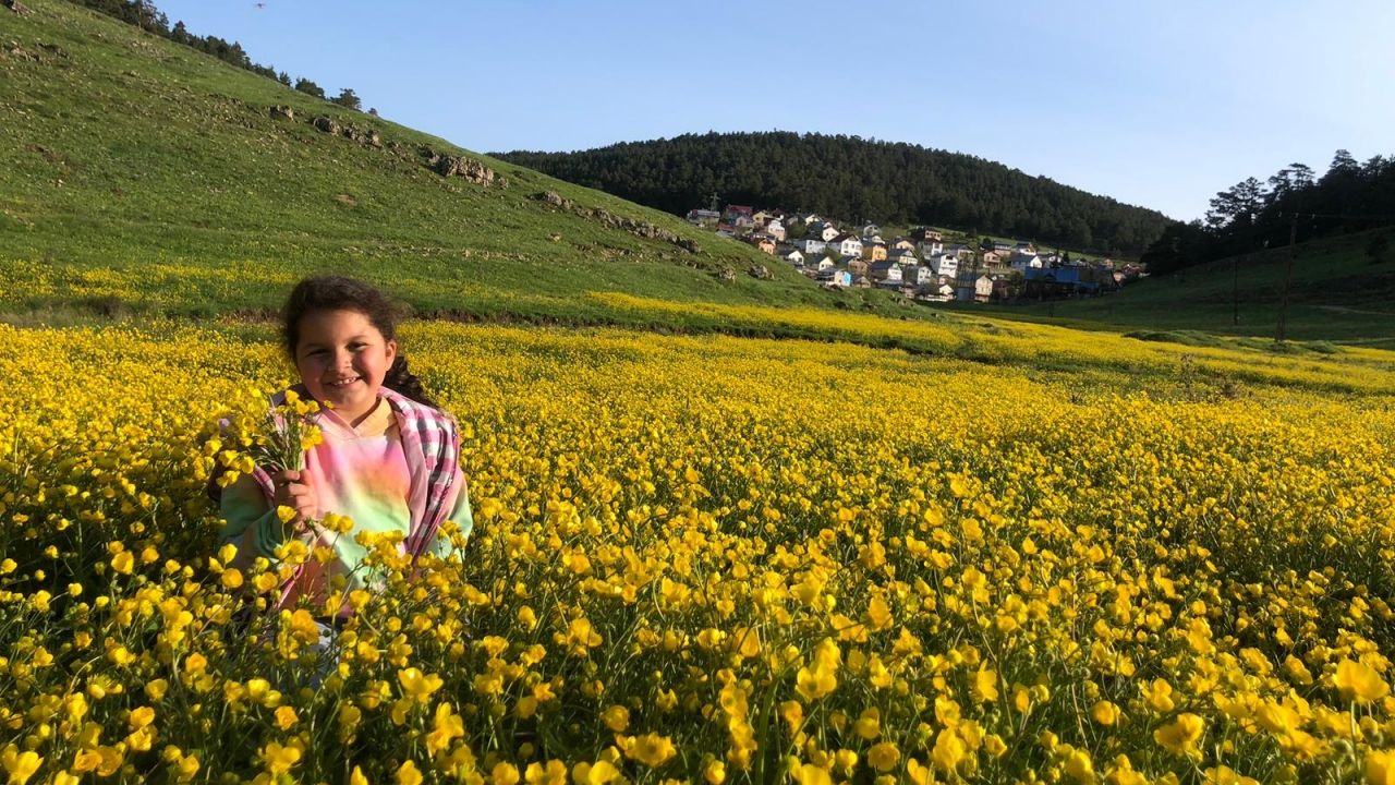 Eğriçimen Yaylası sarı papatyalarla renklendi