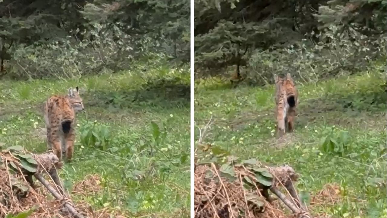 Bolu’da, nesli tükenmekte olan vaşak görüntülendi