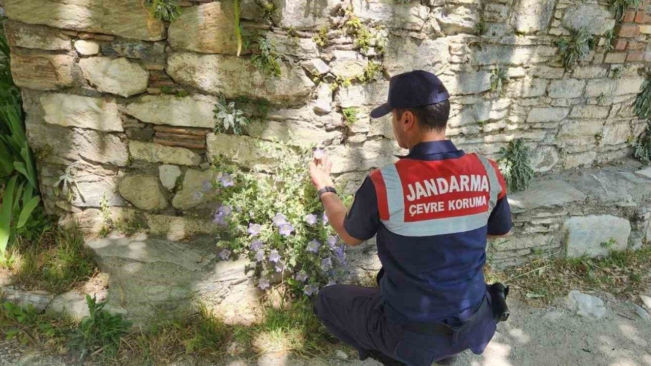 Bu çiçeği koparmanın cezası 557 bin TL