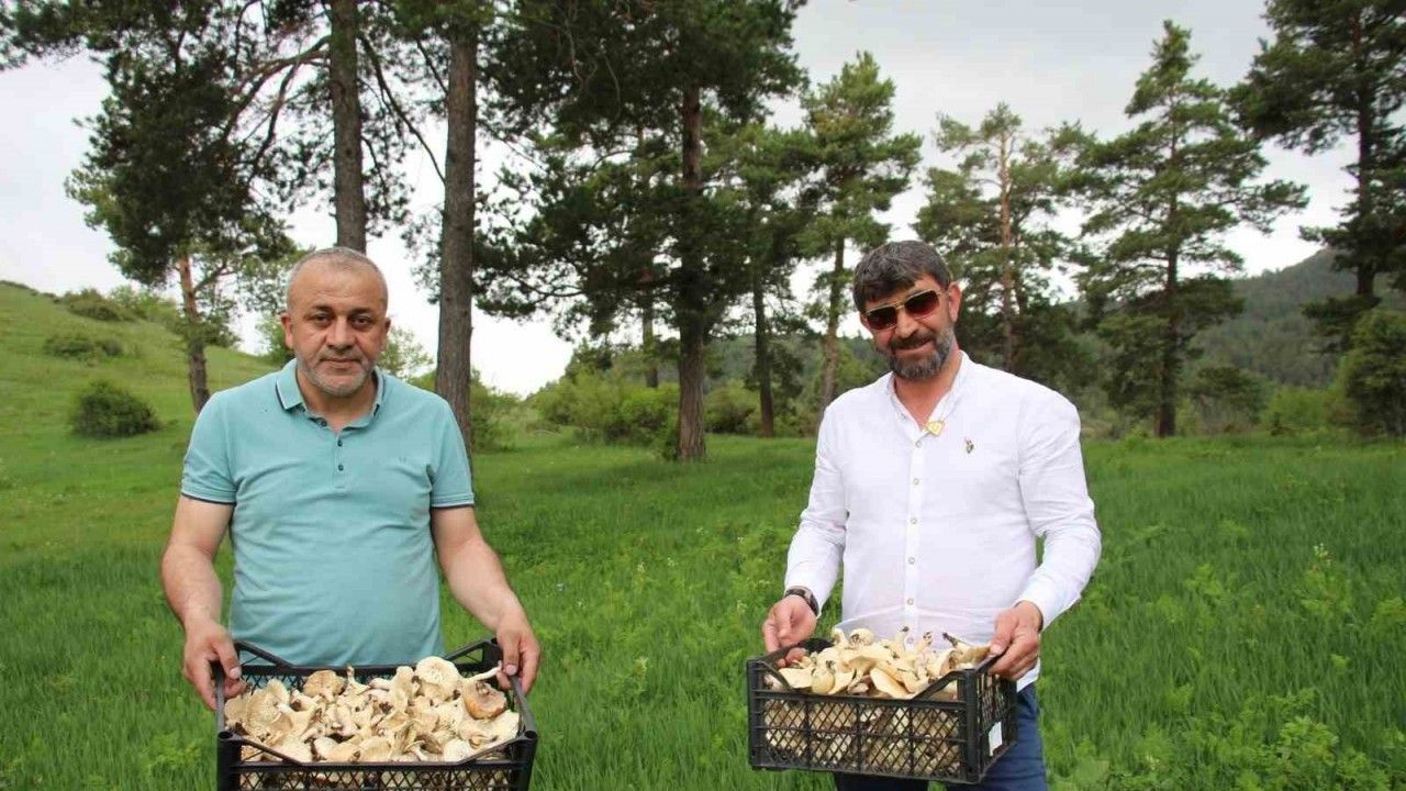Erzurum’da vatandaşlara "zehirli mantar" uyarısı