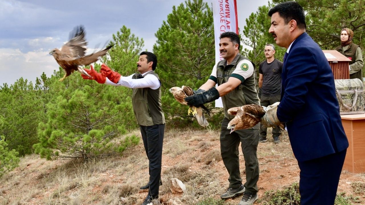 Kırşehir'de tedavi edilen 25 kuş, Bozkır Dağları'na yeniden kanat çırptı