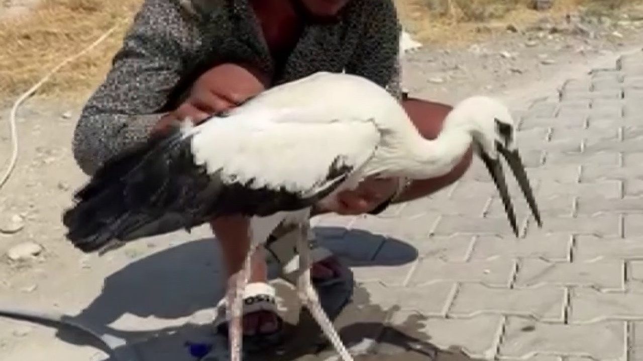 Adıyaman’da sıcaktan bayılan leyleği köylüler kurtardı