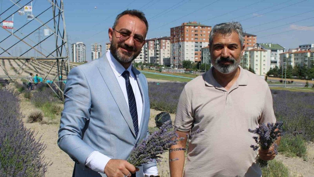 Çiftçilere örnek olması için ekilen lavantanın 4. hasadı yapıldı