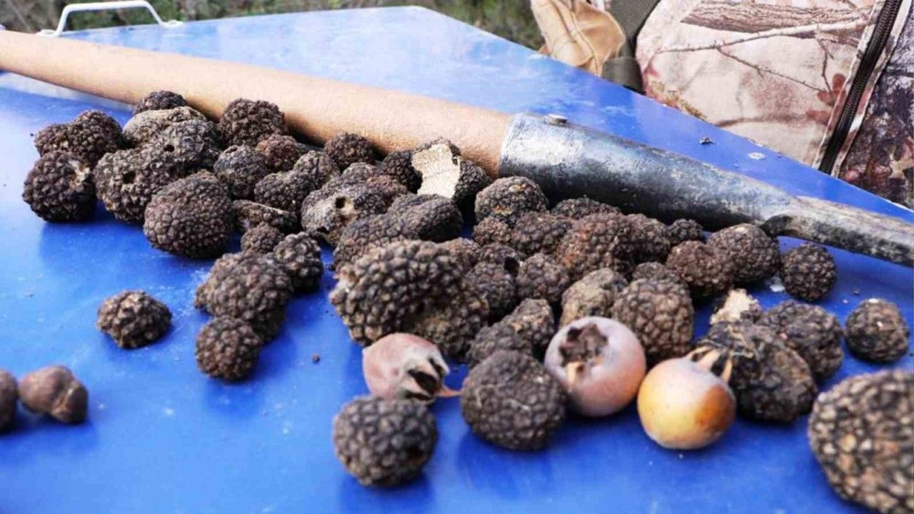 Defne, kestane ve trüf mantarı orman köylüsüne gelir kapısı oluyor