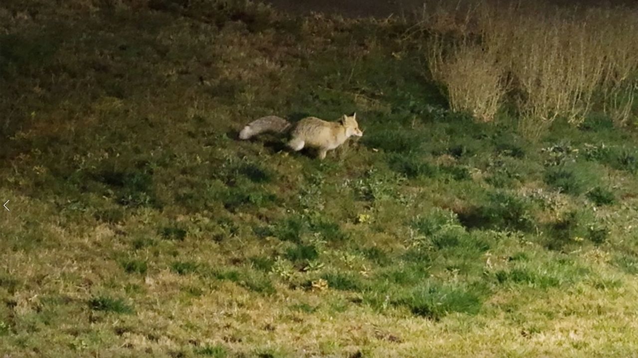 Bitlis'te aç kalan tilki yerleşim yerine indi