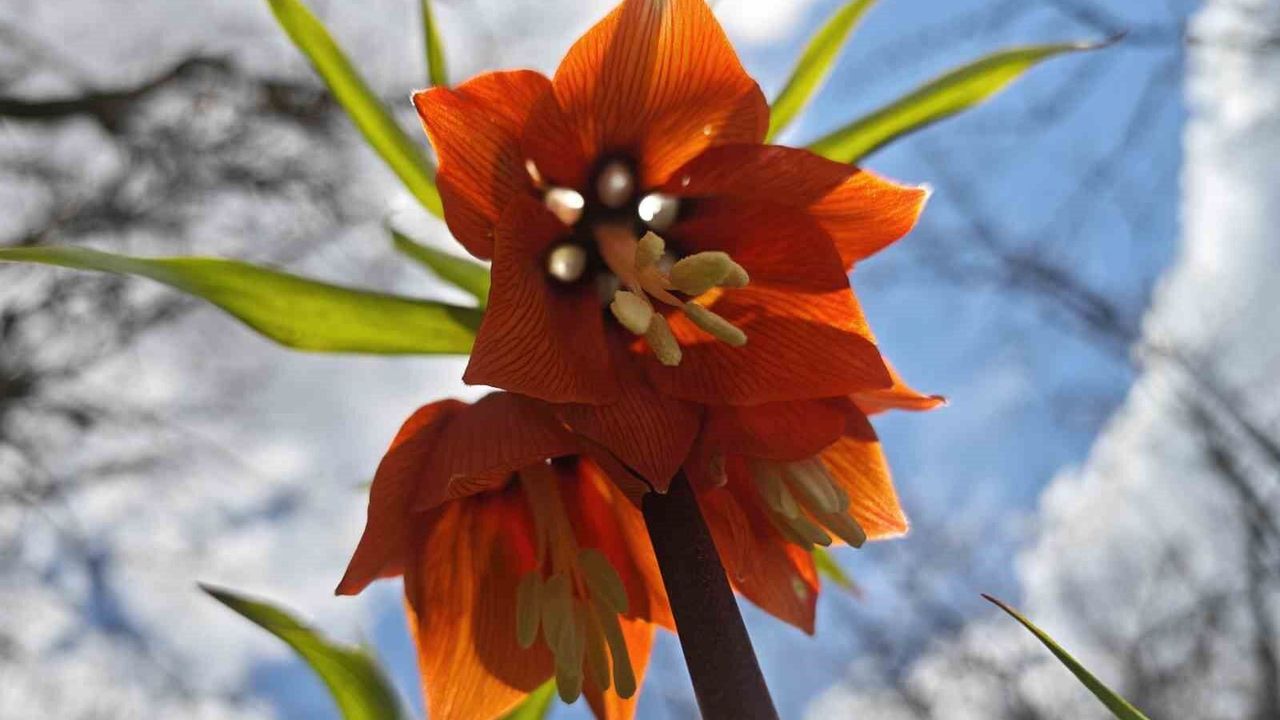 Bitlis'te açan ters laleler görsel şölen sunuyor