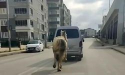 Bursa’da tepki çeken görüntü: Atı aracın arkasına bağlayıp koşturdu