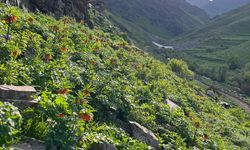 Hakkari'de açan ters laleleri jandarma koruyor