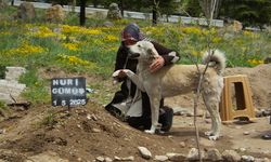 Nevşehir'de "Garip" adlı köpek, sahibinin mezarının başından ayrılmıyor