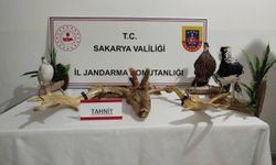 Sakarya'da kaçakçılık operasyonunda 98 hayvan ele geçirildi