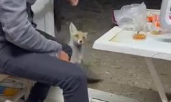 Aç tilki köye indi, insanların elinden yiyecek yedi