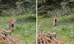 Bolu’da, nesli tükenmekte olan vaşak görüntülendi