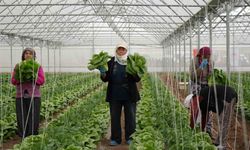 Erzincan seralarında marul hasadı başladı