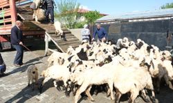 Erzincan’da yayla göçü başladı: Şavaklı üreticiler emek yolculuğunda