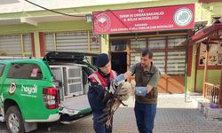 Karaman’da yaralı leylek koruma altına alındı