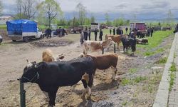 Kurbanlar pazara girdi